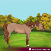 Horse Color:Red Dun 