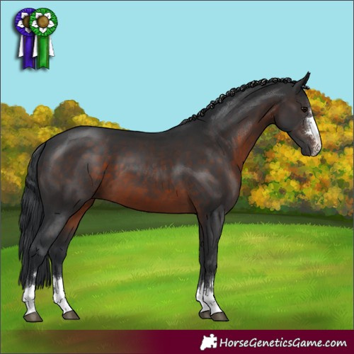 Horse Color:Brown 