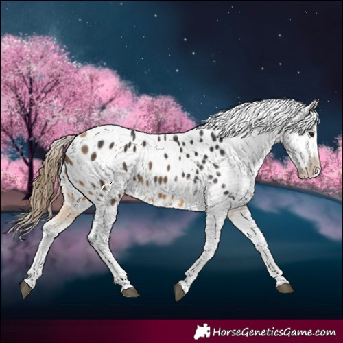 Horse Color:Buckskin Appaloosa 