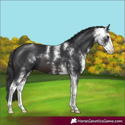 Horse Color:Brown Sabino 