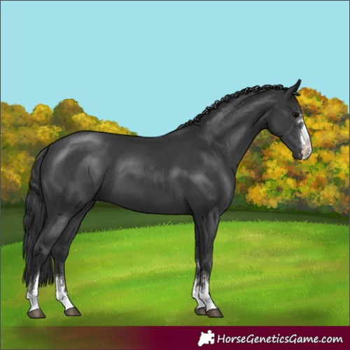 Horse Color:Black 