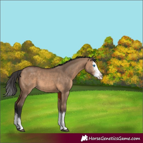 Horse Color:Brown Dun Sabino Splash 