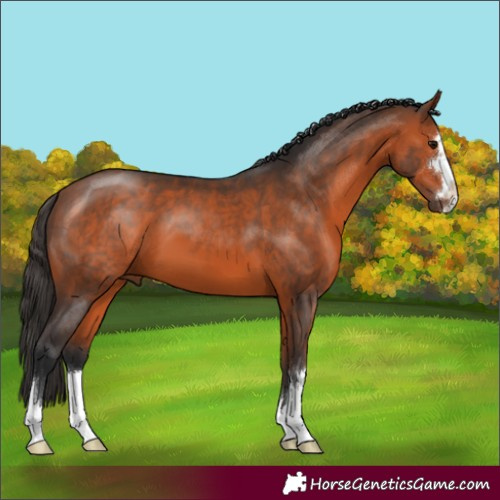 Horse Color:Bay 
