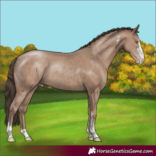 Horse Color:Classic Champagne Sabino Rabicano 