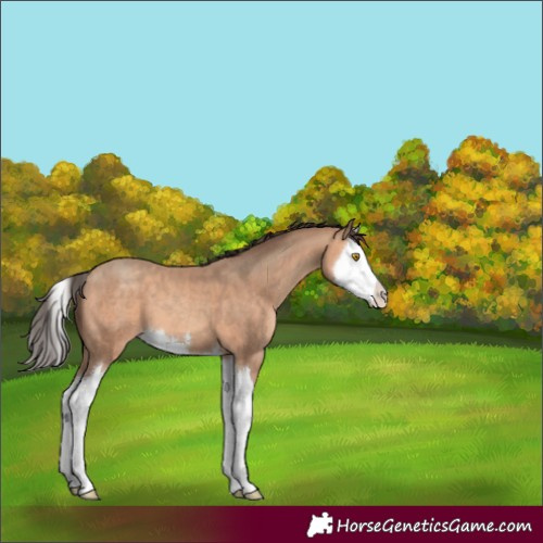 Horse Color:Amber Champagne Splash 