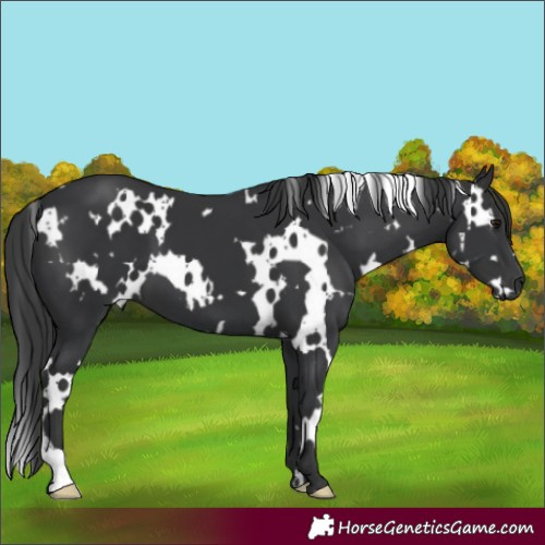 Horse Color:White Spotted Black 