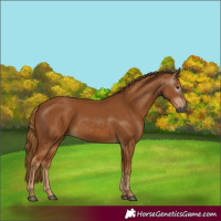 Horse Color:Gray Chestnut 