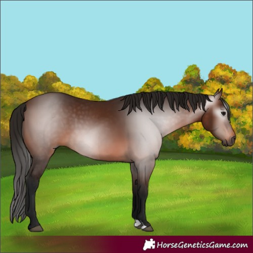 Horse Color:Gray Bay 