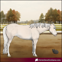 Horse Color:Cremello 