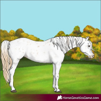 Horse Color:Chestnut Sabino 