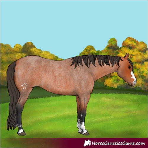Horse Color:Bay Roan 