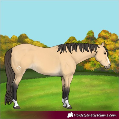 Horse Color:Buckskin 