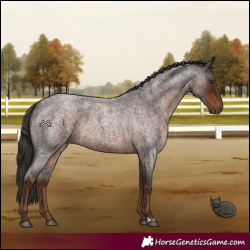 Horse Color:Liver Red Roan 