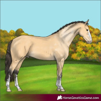 Horse Color:Buckskin 