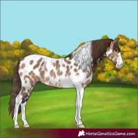 Horse Color:Brown Dun Tobiano Near Leopard Rabicano 
