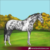 Horse Color:Black Ice Tobiano Rabicano 