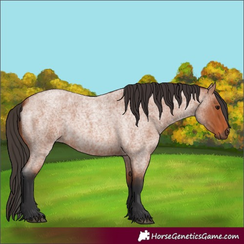 Horse Color:Bay Roan 