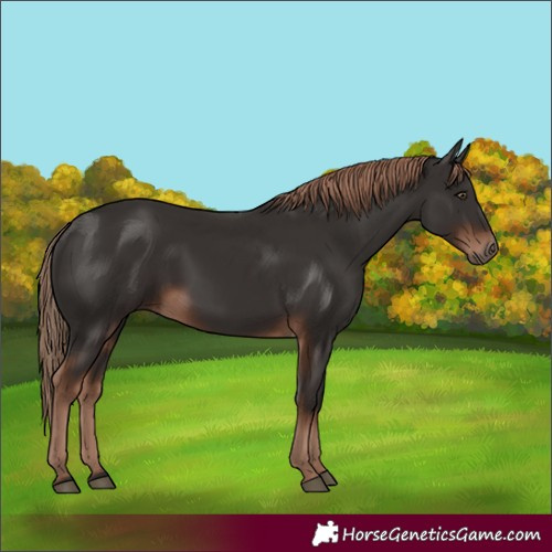 Horse Color:Liver Chestnut 