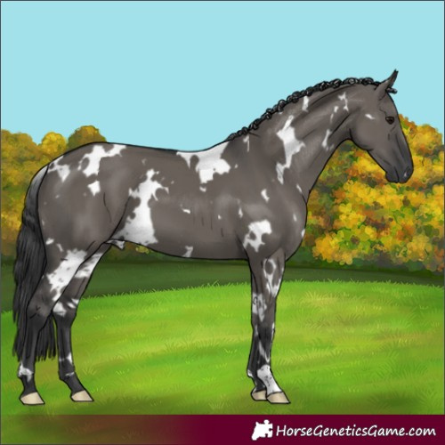Horse Color:White Spotted Grullo
