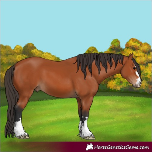 Horse Color:Bay 