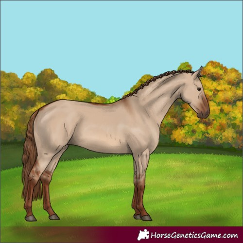 Horse Color:Red Dun 