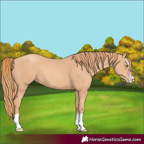 Horse Color:Gold Champagne Splash 