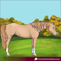 Horse Color:Gold Champagne Splash