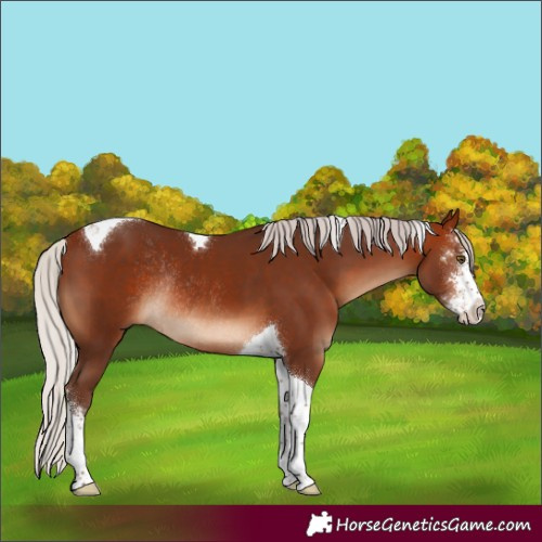 Horse Color:Silver Bay Sabino Tobiano Rabicano 