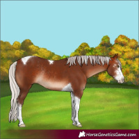 Horse Color:Silver Bay Sabino Tobiano Rabicano