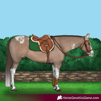Horse Color:Liver Red Dun Sabino Splash Tobiano Varnish 