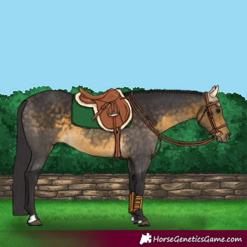 Horse Color:Buckskin 