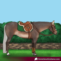 Horse Color:Silver Brown 