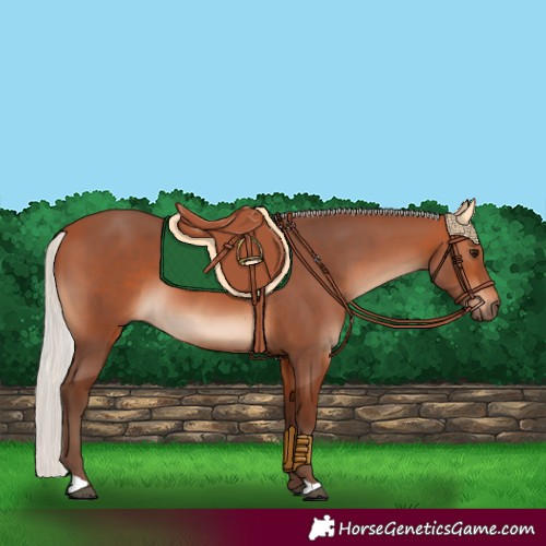 Horse Color:Silver Bay 