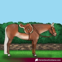 Horse Color:Silver Bay 