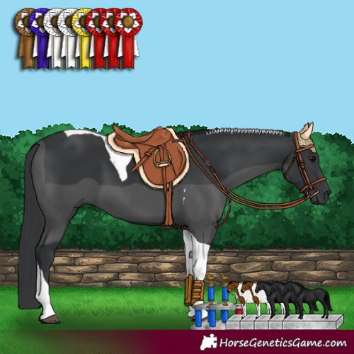 Horse Color:Black Tobiano 