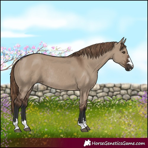 Horse Color:Liver Red Dun Rabicano 