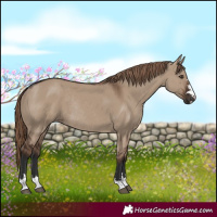 Horse Color:Liver Red Dun Rabicano 