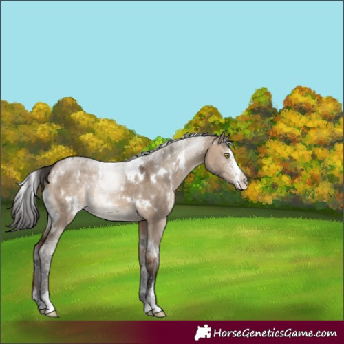 Horse Color:Unknown 