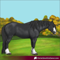 Horse Color:Black 