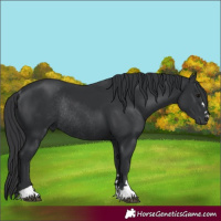 Horse Color:Black Rabicano 