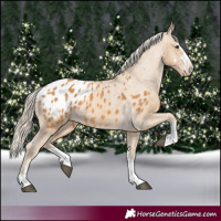 Horse Color:Palomino Appaloosa