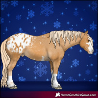 Horse Color:Palomino Appaloosa 