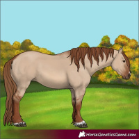Horse Color:Red Dun