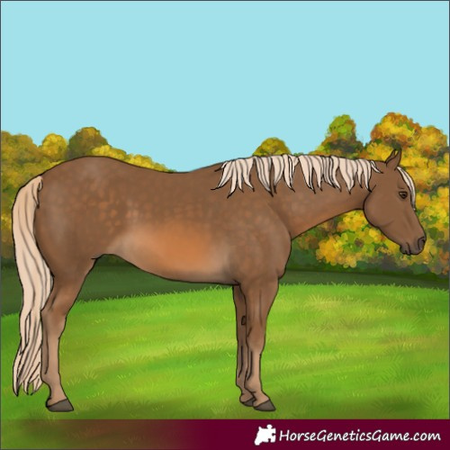 Horse Color:Chocolate Palomino 