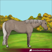 Horse Color:Silver Grullo 
