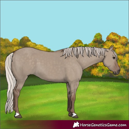Horse Color:Silver Grullo 