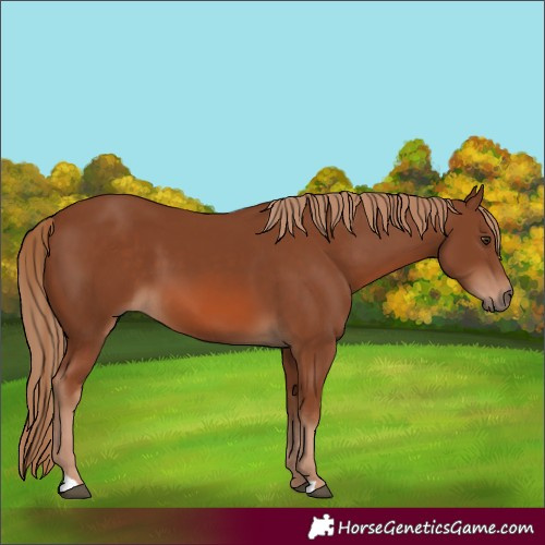 Horse Color:Chestnut 