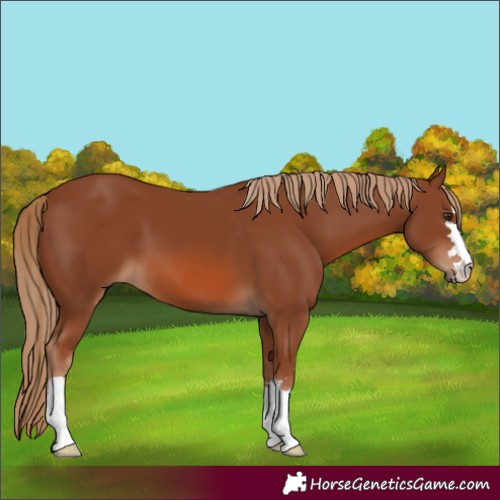 Horse Color:Chestnut 