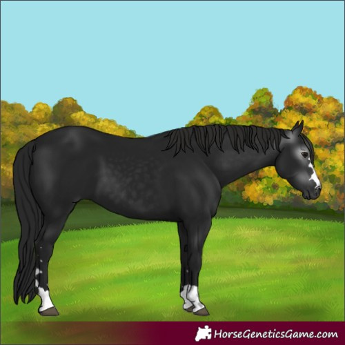 Horse Color:Gray Black