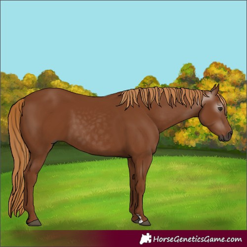 Horse Color:Gray Chestnut 